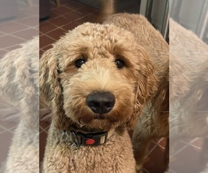 Father of the Goldendoodle puppies born on 07/04/2025