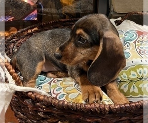 Dachshund Puppy for sale in NOBLESVILLE, IN, USA