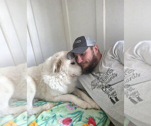 Vera - Female Great Pyrenees-Unknown Mix Dog for Adoption - Photo #2