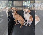 Small Photo #3 Chihuahua-Unknown Mix Puppy For Sale in Oakhurst, NJ, USA
