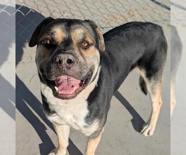 Medium Photo #2 Rottweiler-Unknown Mix Puppy For Sale in Las Vegas, NV, USA