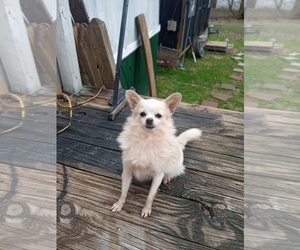 Chiranian Puppy for sale in COURTLAND, MS, USA