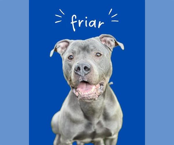 Medium Photo #2 Mutt Puppy For Sale in West Valley, UT, USA