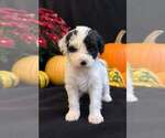 Puppy 1 Portuguese Water Dog