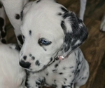 Small #4 Dalmatian