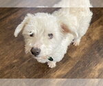 Small #6 Bichon Frise Mix