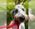 Small #4 Poodle (Standard) Mix