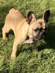 Small Photo #3 French Bulldog Puppy For Sale in FEDERAL WAY, WA, USA
