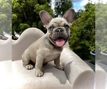 Small Photo #1 French Bulldog Puppy For Sale in LAKE CITY, FL, USA