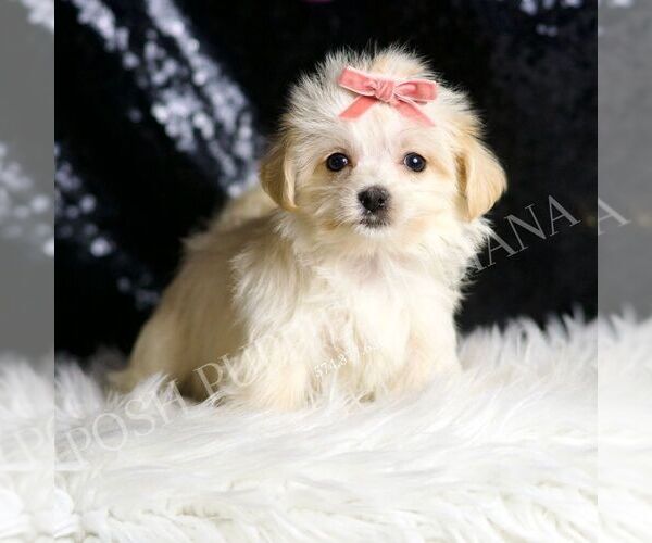 Medium Photo #1 Morkie Puppy For Sale in WARSAW, IN, USA