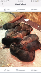 German Shepherd Dog Puppy for sale in MOREHEAD, KY, USA