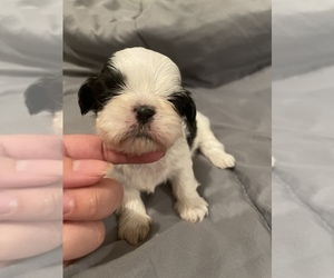 Shih Tzu Puppy for sale in VISALIA, CA, USA