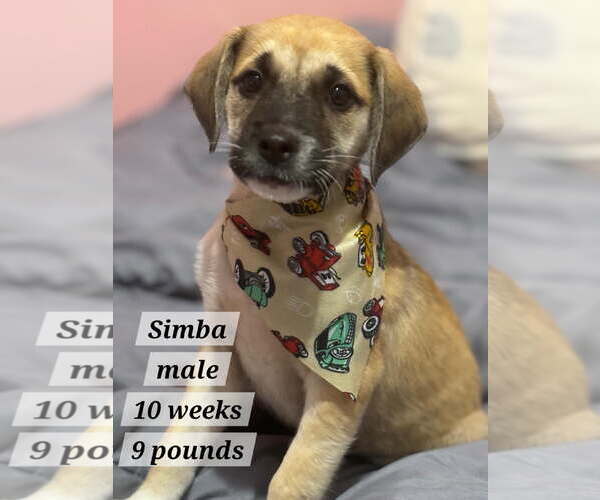 Medium Photo #6 Toxirn Puppy For Sale in Virginia Beach, VA, USA