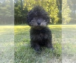 Small #8 Poodle (Miniature)