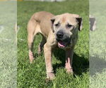 Small #12 American Pit Bull Terrier
