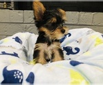 Puppy Puppy 1 Yorkshire Terrier