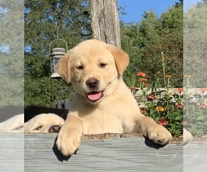 Akita-Labrador Retriever Mix Puppy for sale in CAMBRIDGE SPRINGS, PA, USA