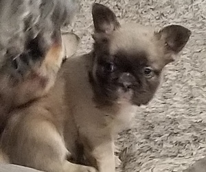 French Bulldog Puppy for sale in MODESTO, CA, USA