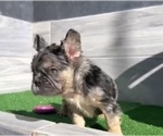 Small Photo #10 French Bulldog Puppy For Sale in MEMPHIS, TN, USA