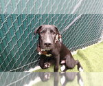 A5801221 - Male Mutt Dog for Adoption - Small photo