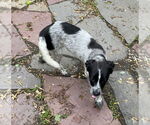 Small #1 Mutt