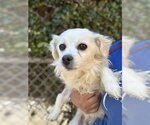 Small Photo #1 Chihuahua-Unknown Mix Puppy For Sale in Chula Vista, CA, USA