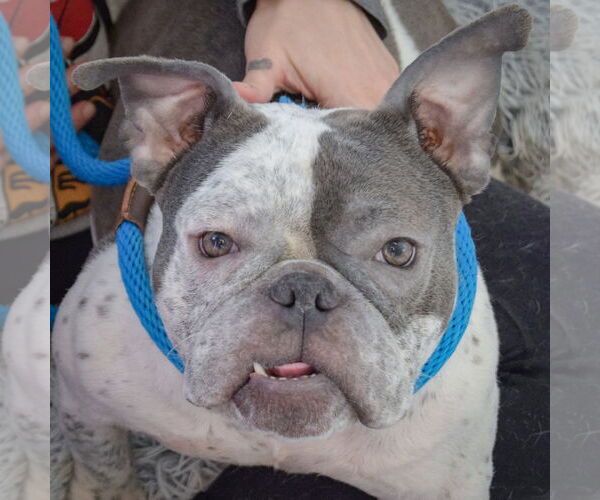 Medium Photo #5 Free-Lance Bulldog Puppy For Sale in Huntley, IL, USA