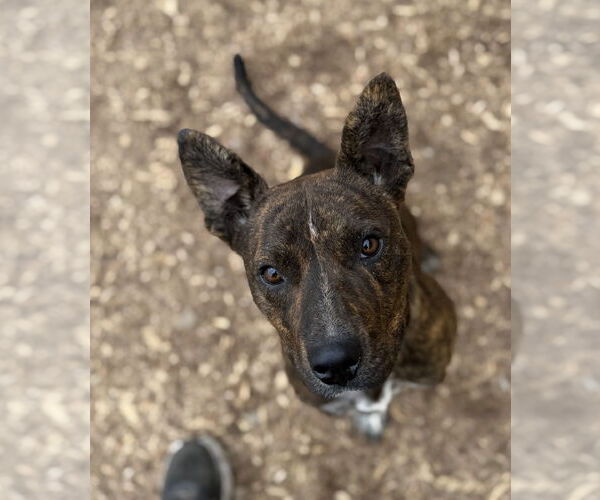 Medium Photo #2 American Pit Bull Terrier-Unknown Mix Puppy For Sale in Corning, AR, USA