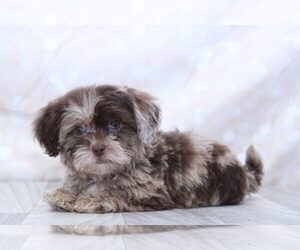 Shih-Poo Puppy for sale in MARIETTA, GA, USA