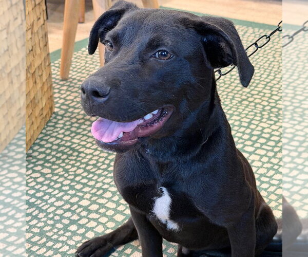 Medium Photo #2 Labrador Retriever-Unknown Mix Puppy For Sale in Fort Pierce, FL, USA