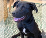 Small #1 Labrador Retriever Mix