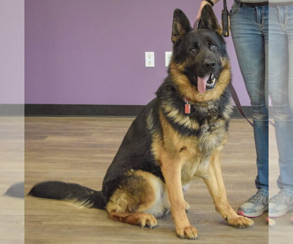 Medium Photo #3 German Shepherd Dog Puppy For Sale in Huntley, IL, USA