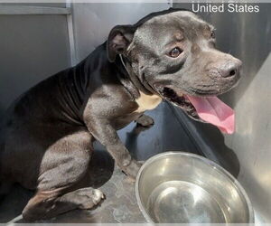 American Pit Bull Terrier-Unknown Mix Dogs for adoption in Waco, TX, USA