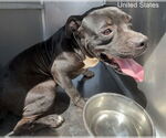 Small American Pit Bull Terrier Mix