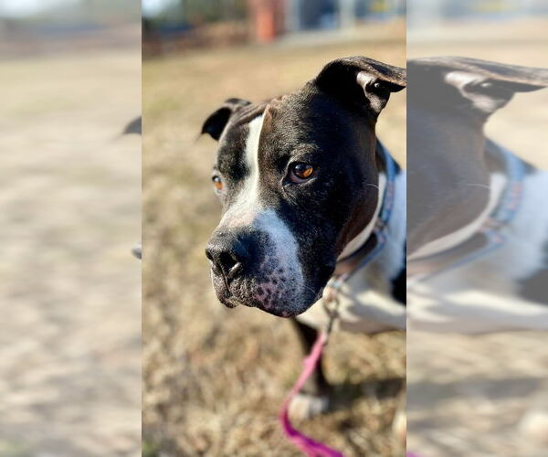 Medium Photo #11 American Staffordshire Terrier-Unknown Mix Puppy For Sale in Sayreville, NJ, NJ, USA