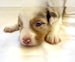Small #16 Miniature Australian Shepherd