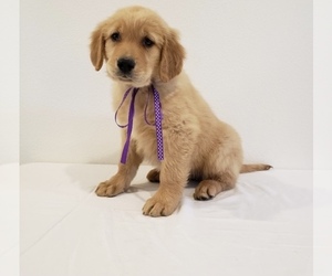 Golden Retriever Puppy for sale in VISALIA, CA, USA