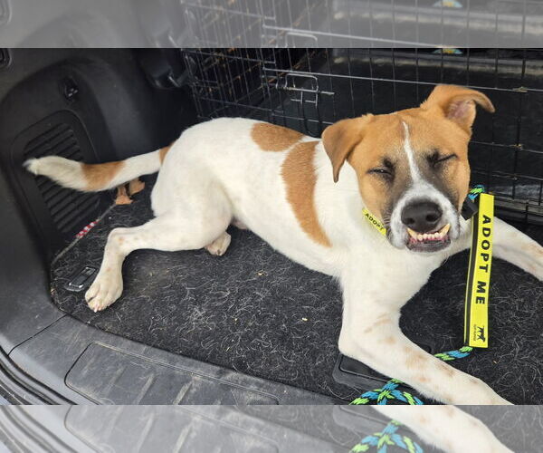 Medium Photo #8 Mutt Puppy For Sale in Sandy, UT, USA