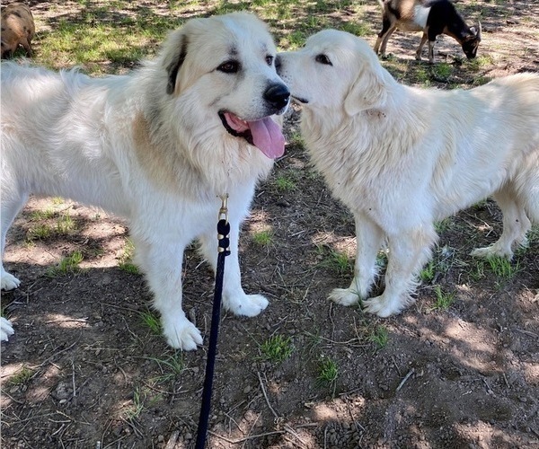Medium Photo #1 Great Pyrenees Puppy For Sale in PETERSON, IA, USA