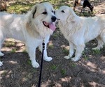Small Photo #1 Great Pyrenees Puppy For Sale in PETERSON, IA, USA