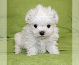 Maltese Puppy for sale in JUNIPER HILLS, CA, USA