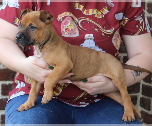 Medium Photo #1 Boxer-Unknown Mix Puppy For Sale in Prattville, AL, USA