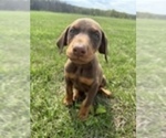 Small Doberman Pinscher