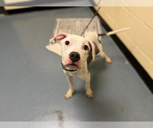 Mutt Dogs for adoption in Denver, CO, USA