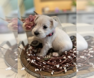 Schnauzer (Miniature) Puppy for sale in NORTHLAKE, IL, USA