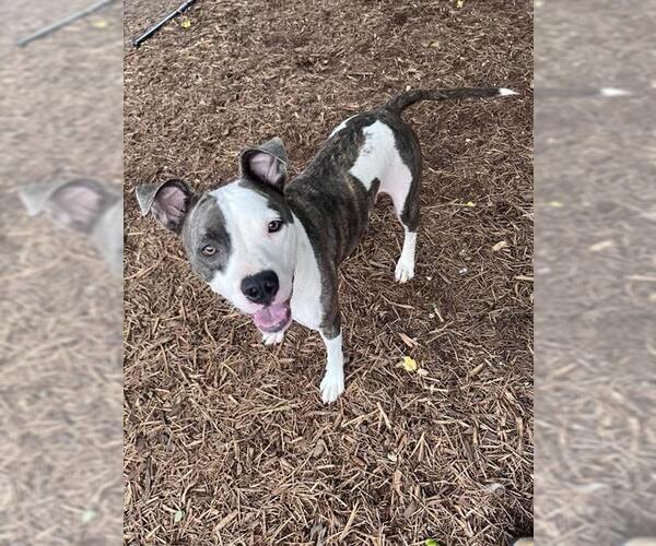 Medium Photo #1 Mutt Puppy For Sale in Plano, TX, USA
