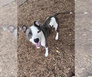 Mutt Dogs for adoption in Plano, TX, USA