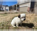 Small Photo #13 Havamalt Puppy For Sale in BLACK FOREST, CO, USA
