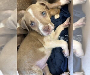 Mutt Dogs for adoption in Plano, TX, USA