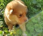 Small Photo #7 German Shepherd Dog-Siberian Husky Mix Puppy For Sale in MANTUA, OH, USA